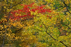 Maples in the Smokies